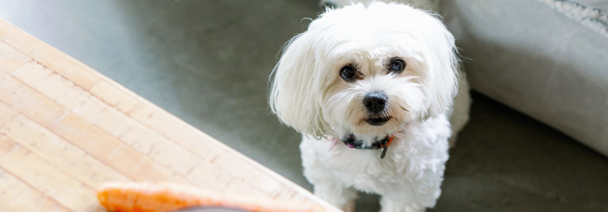 A small white dog looking up from beside the kitchen bench, with a board of fresh ingredients in the foreground