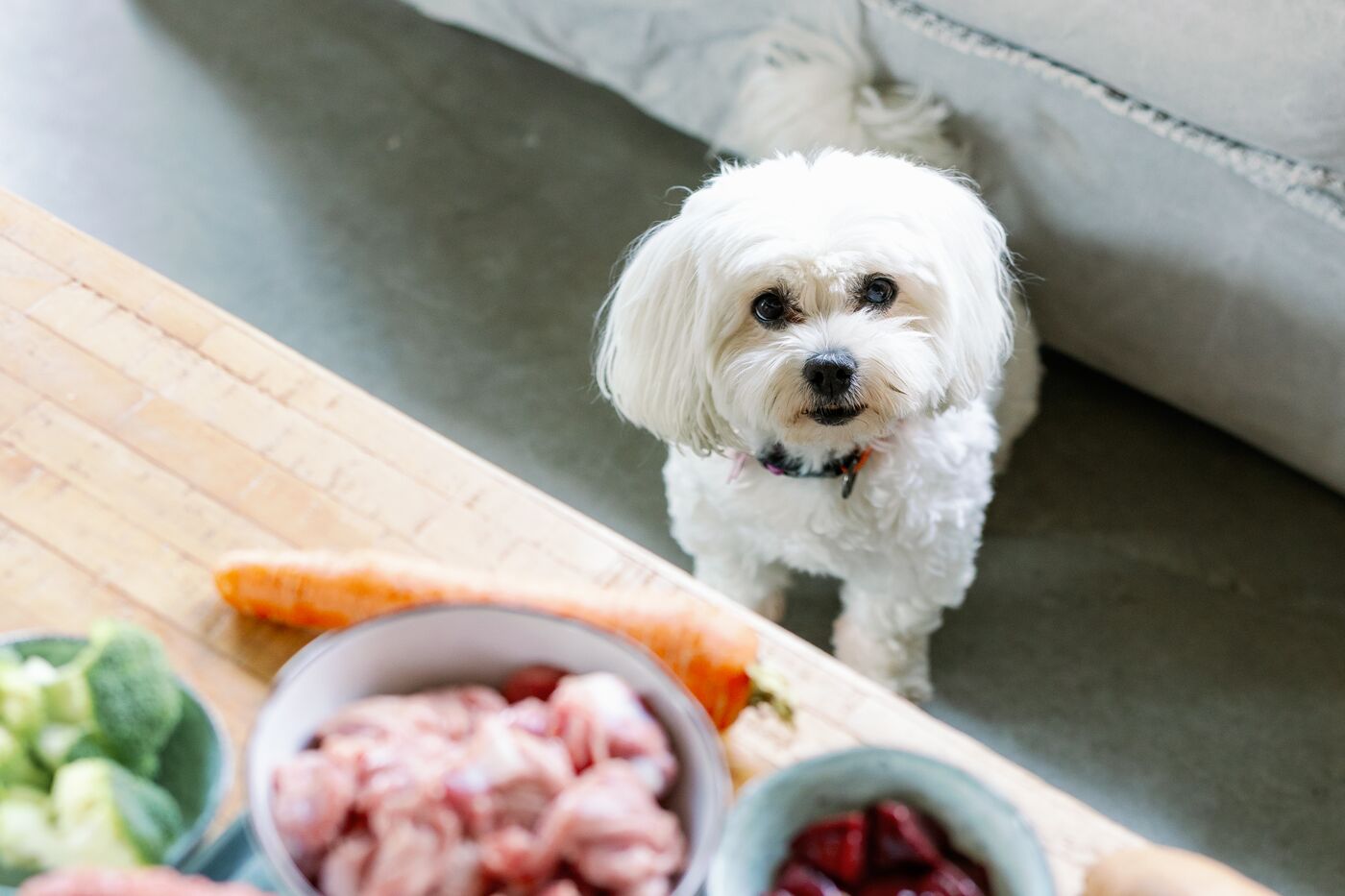 A small white dog looking up beside bowls of fresh ingredients